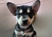 French bulldog X Siberian Husky