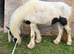 Ideal kids first pony