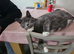 Grey & white male cat