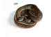 Various royal pythons for sale