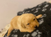 KC registered Labrador puppies