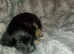 Gorgeous shorkie boy