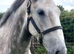 Stunning grey dun gelding