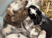 Last 2 boy and girl mini lop buns