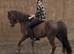 12.1/2hh pony