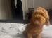 TOY POODLE BOY PUPPY 8mth