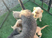 Stunning F1 golden doodles ready to leave now