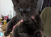 Tica registered mainecoons