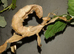 Macleays Spectre stick insect's Male & Female