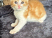 Last gorgeous ginger boy left