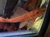 Common pleco albino