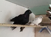 Uzbek and polish butterfly pigeons