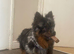 3 year old mearle Pomeranian