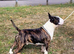 Beautiful English Bull Terrier Puppies