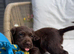 Working chocolate puppies