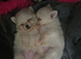 Stunning pomchies
