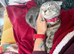 Cookie- grey tabby female