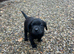 Black Labrador Pups