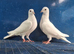 Young white Buscheart pair