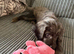 Female Cockapoo Puppy