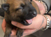 Belgian shepherd puppies