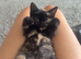 KITTEN FOR SALE