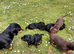 Miniature dachshund puppies