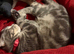 Cookie- grey tabby Scottish fold