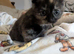 2 playful loving kittens