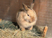 2 harliquin boy bunnies