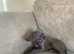 Blue whippet puppy&rsquo;s