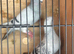 6 pairs of Syrian pigeons for sale