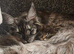 TICA Registered Maine Coon Kitten