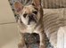 Merl French bulldog bitch