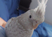Hand reread hand tame female cockatiel