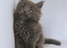 Blue Maine coon kittens - DNA health tested parents