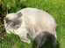 Cat for rehome
