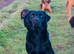 3 beautiful labrador puppies for sale