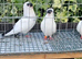German helmet pigeons