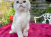 Adorable Vaccinated Neutered Kittens