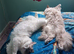 Two Ragdolls, 16months old, sadly need New Home