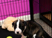 Staffordshire Bull Terrier Puppies