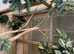 Goldfinch mule