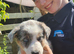 Border collie pups for sale
