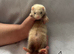 Beautiful part angora kits for sale