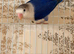 Males, females and pairs of Lovebirds
