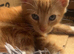 4 Gorgeous Ginger Kittens
