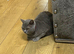 Lovely British shorthair female cat