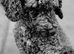 Reduced  Miniature labradoodle cockapoo x bedlington terrier