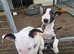 English bullterrier pups